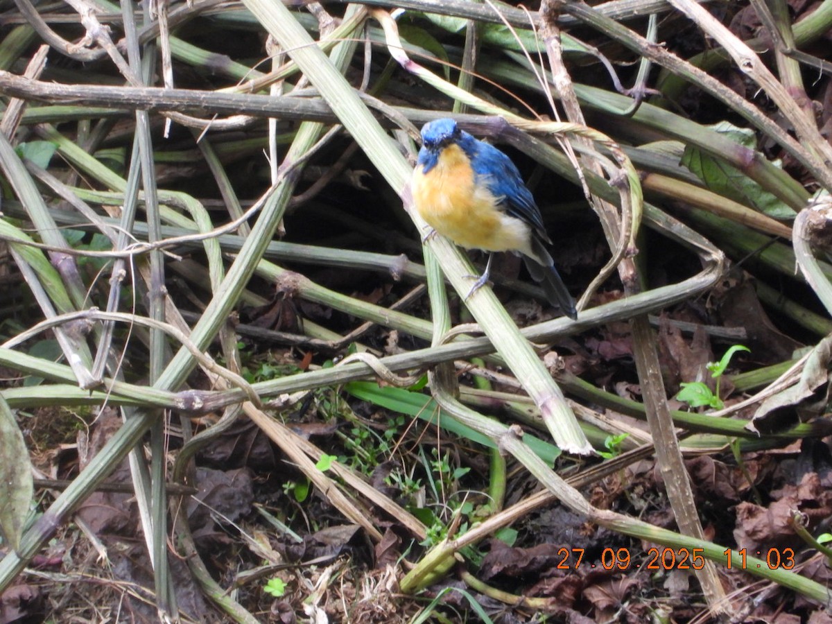 Tickell's Blue Flycatcher - ML642532131
