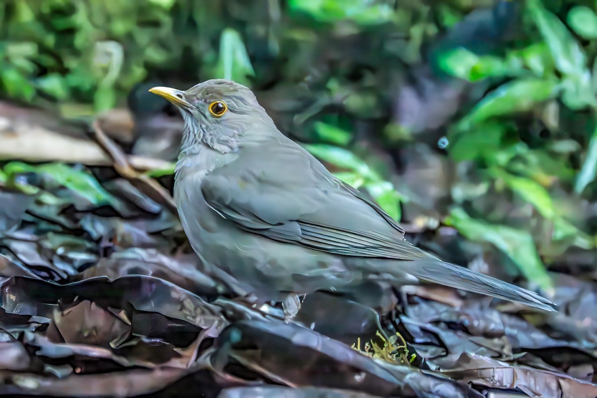 Ecuadorian Thrush - ML642532143