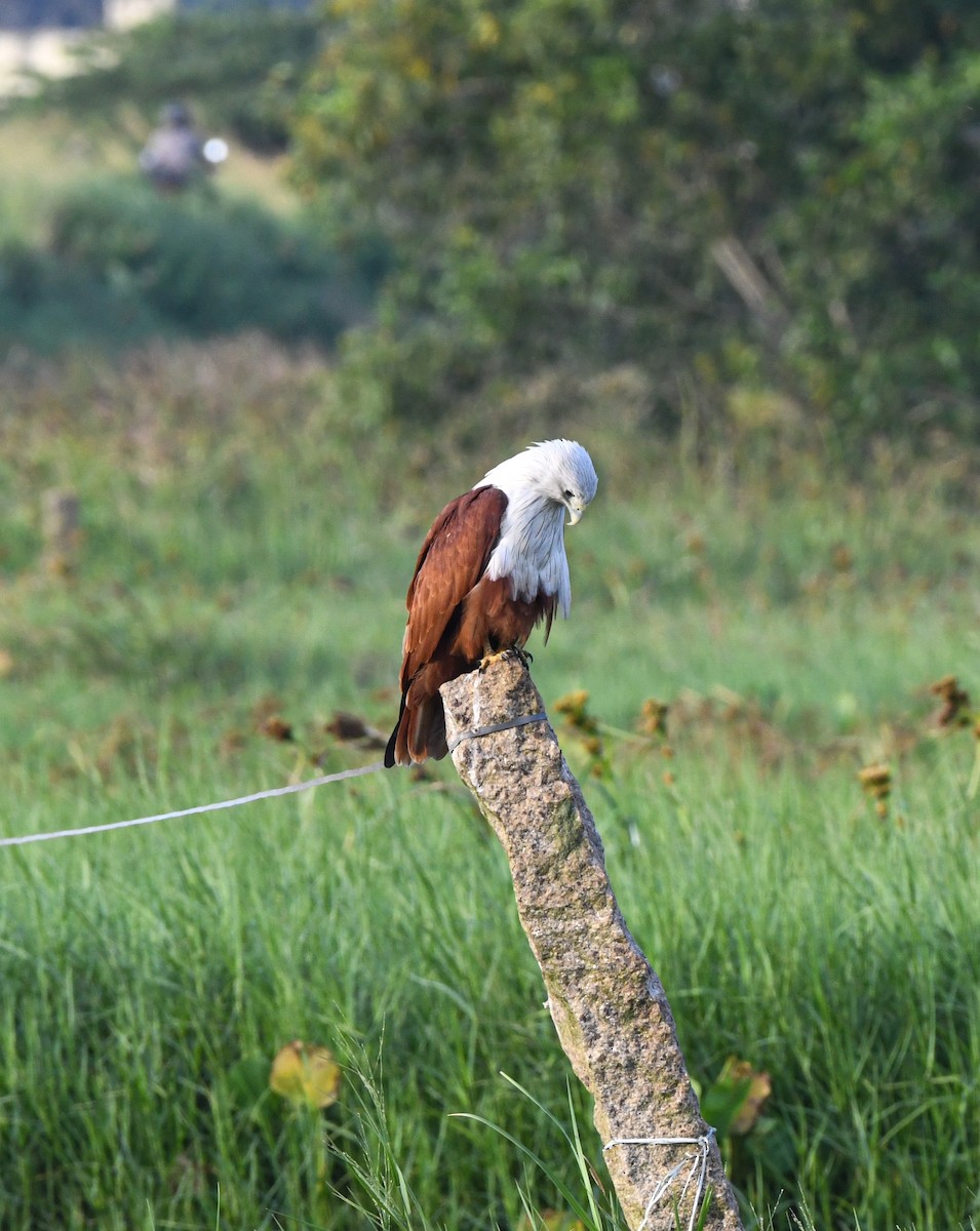 Brahminy Kite - ML642532146
