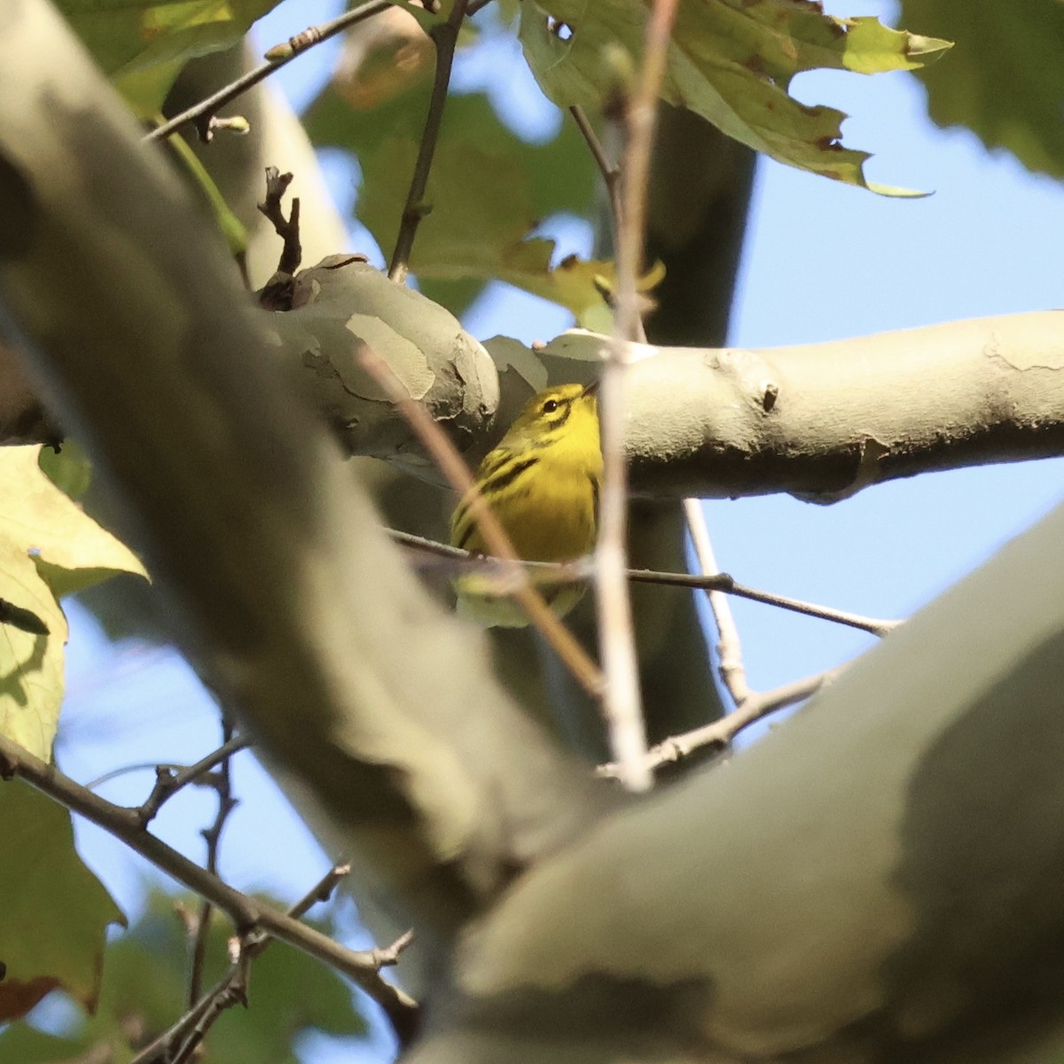 Prairie Warbler - ML642532157