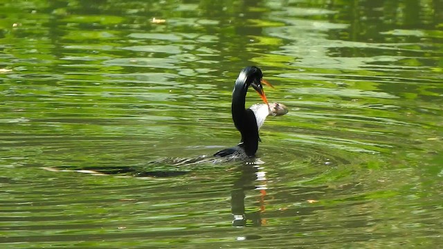 Anhinga - ML642532163