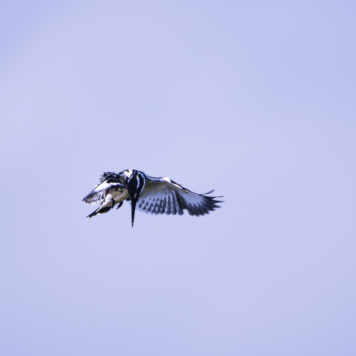 Pied Kingfisher - ML642532170