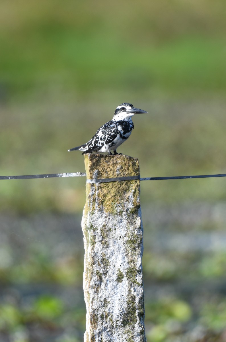 Pied Kingfisher - ML642532171