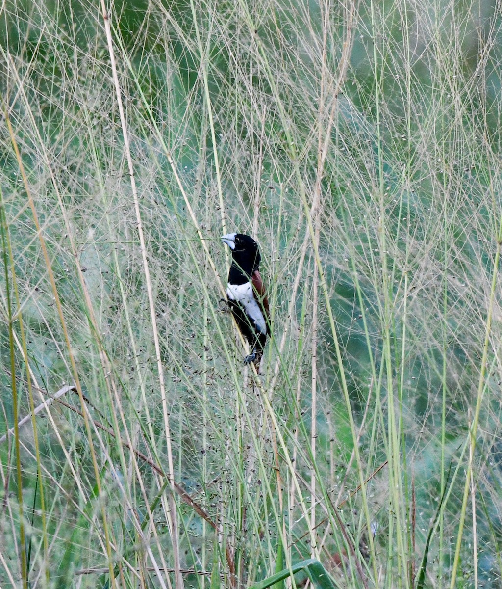 Tricolored Munia - ML642532178