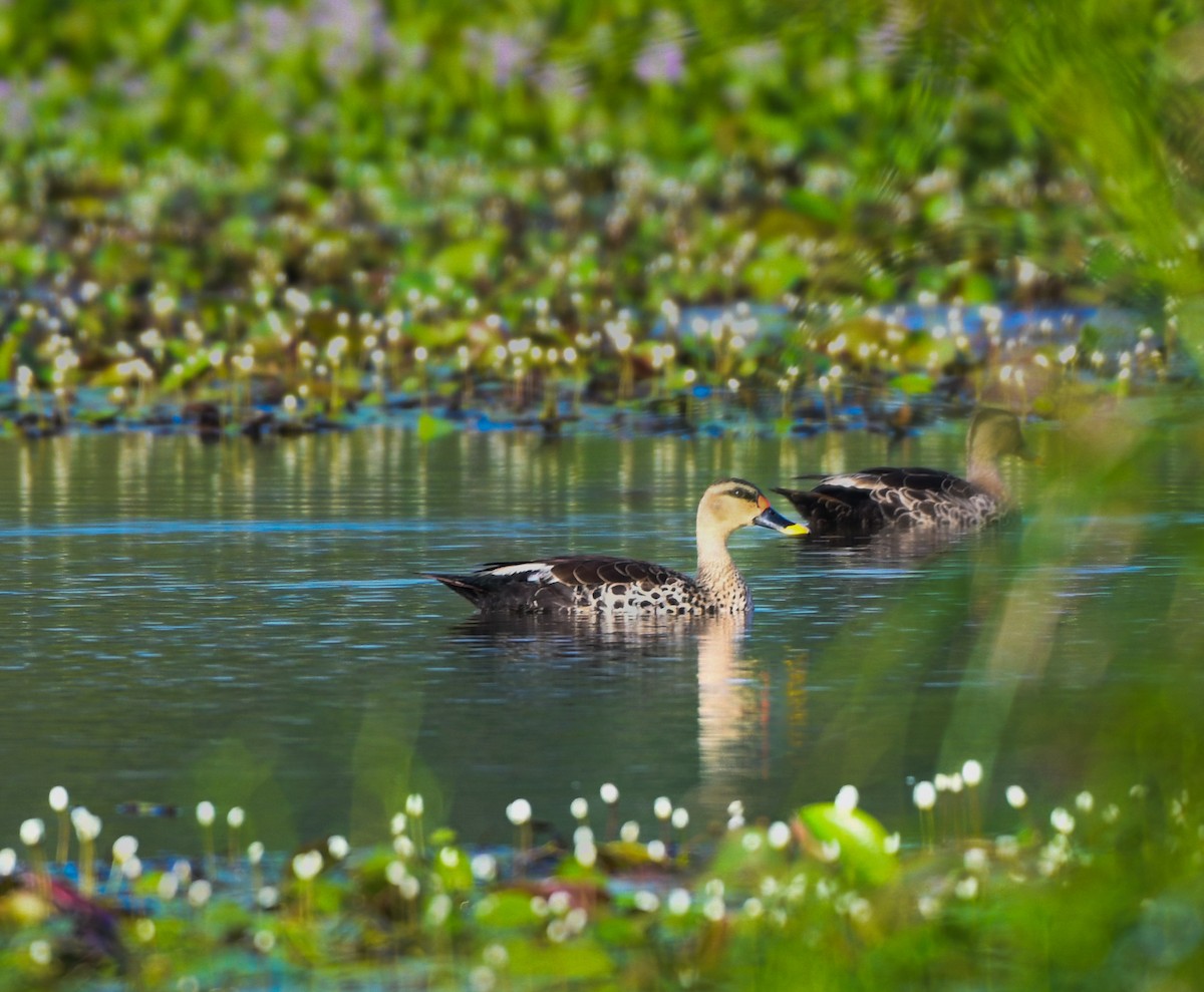 Indian Spot-billed Duck - ML642532198