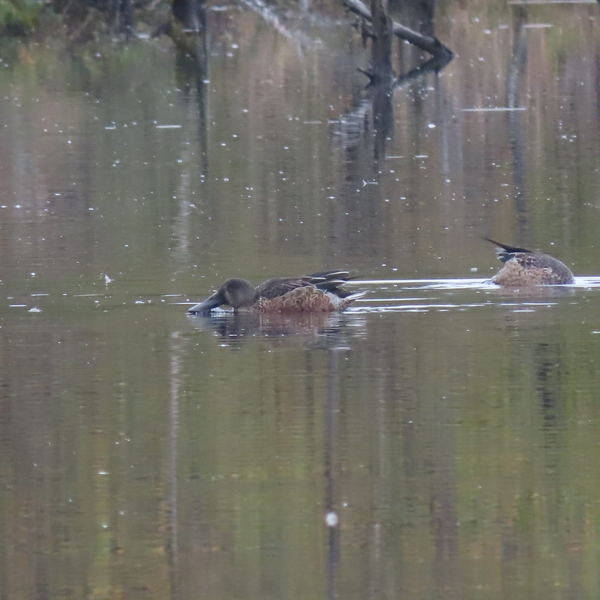 Northern Shoveler - ML642532213