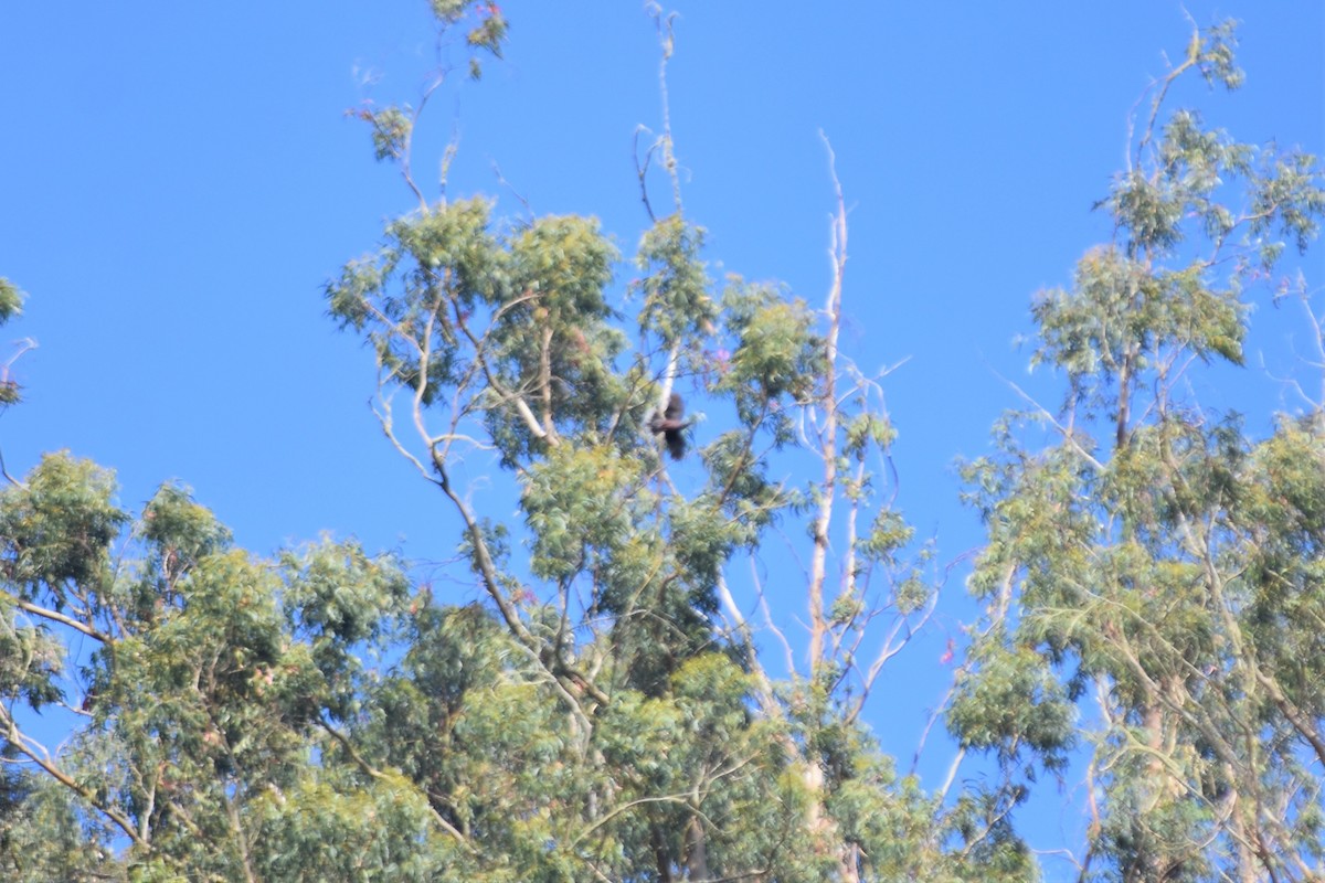 Laurel Pigeon - ML642532226