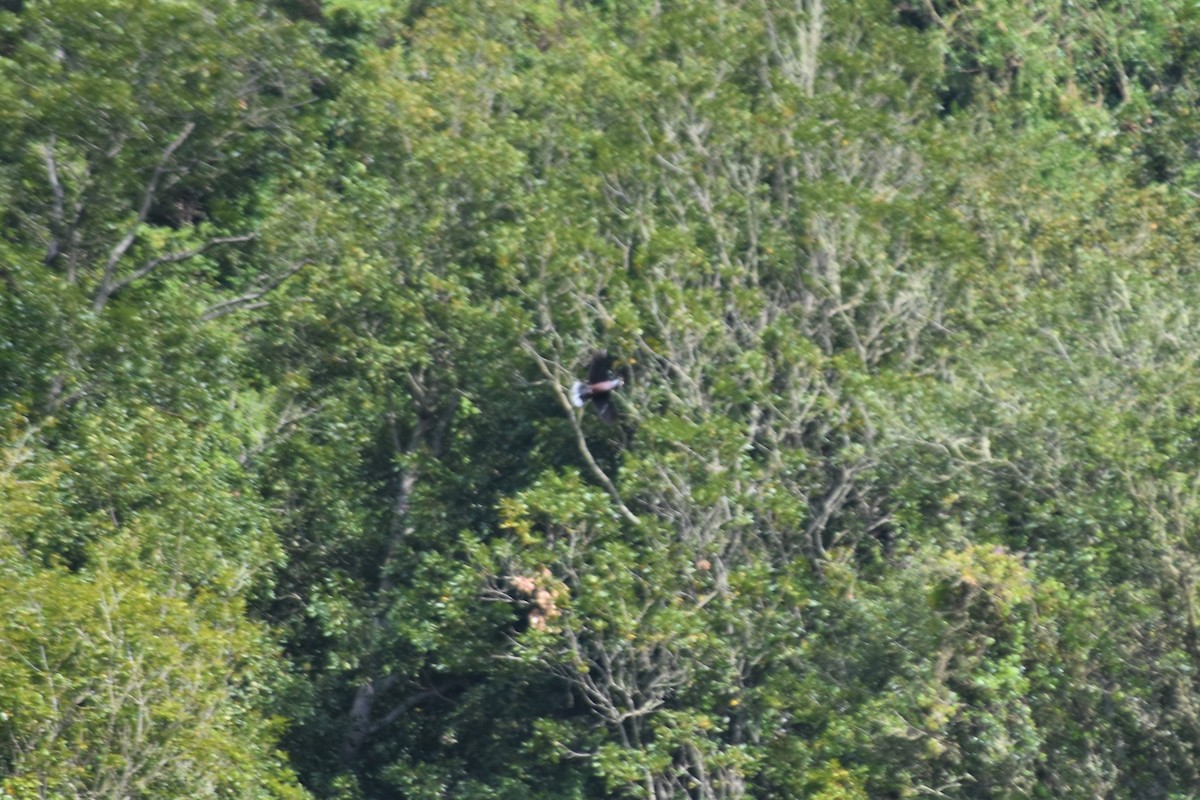 Laurel Pigeon - ML642532227