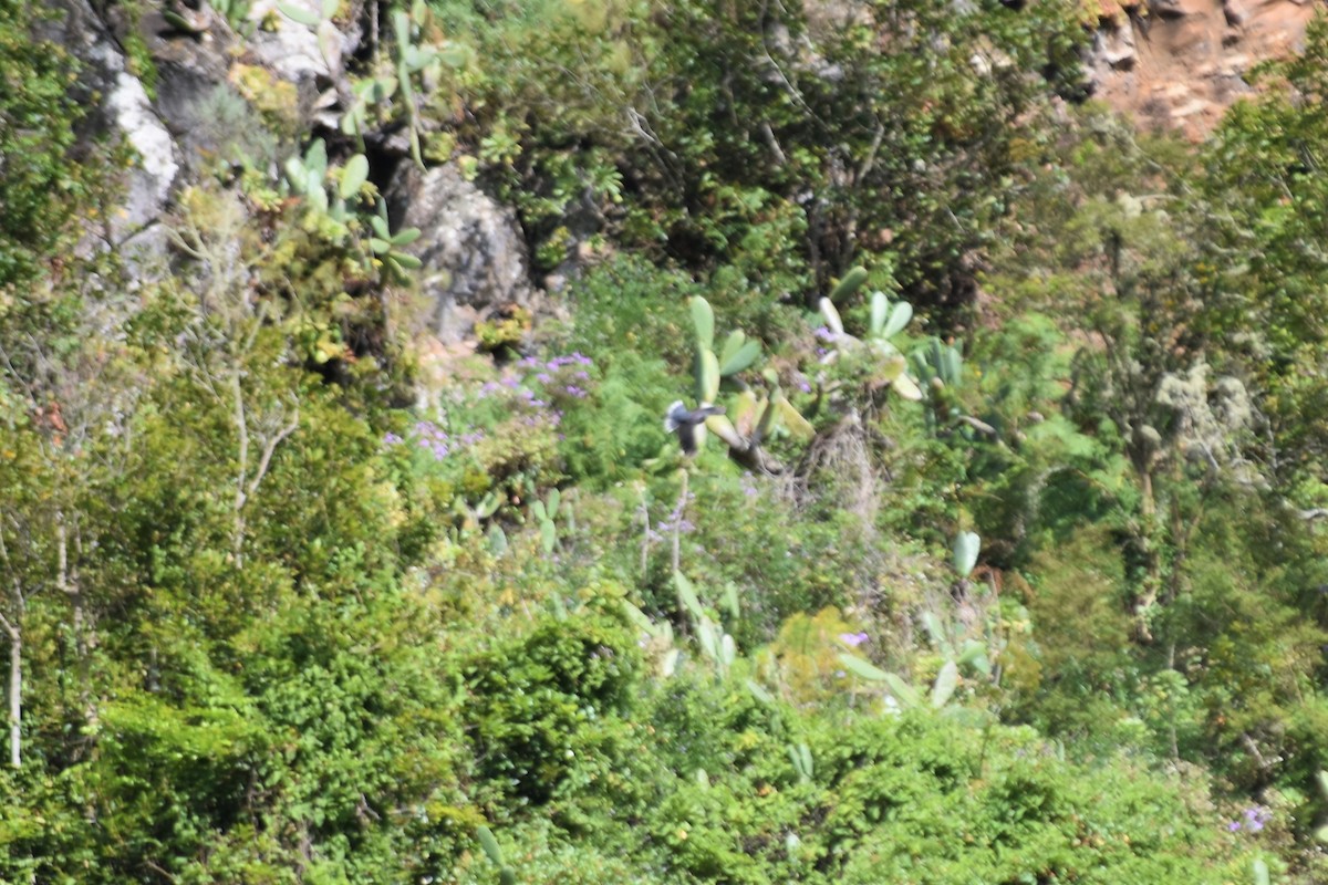 Laurel Pigeon - ML642532229