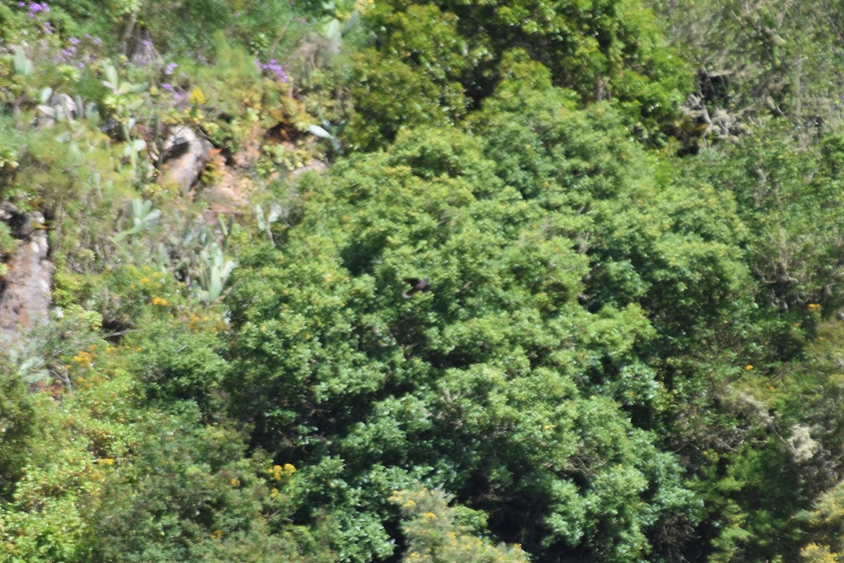 Laurel Pigeon - ML642532230
