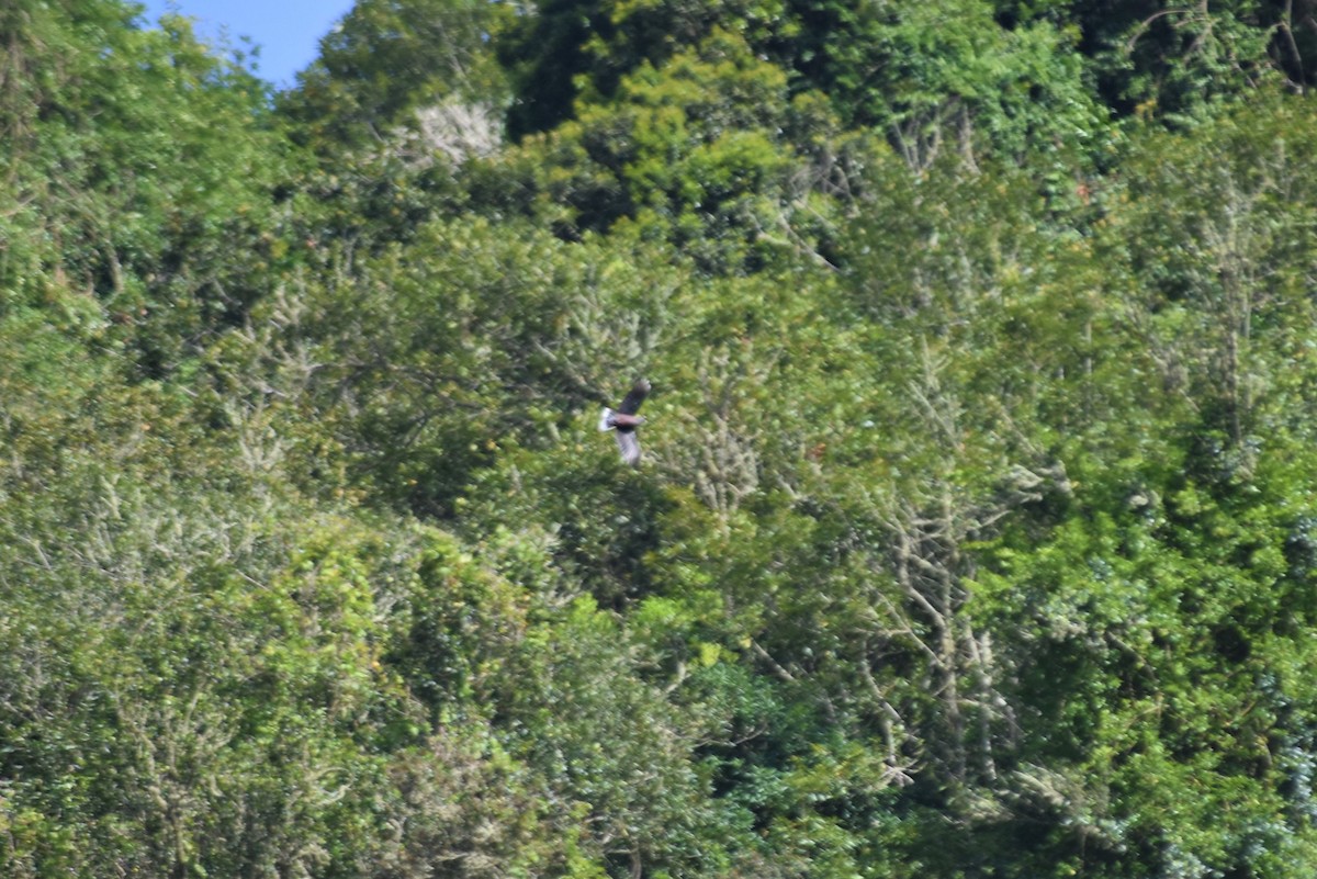Laurel Pigeon - ML642532231