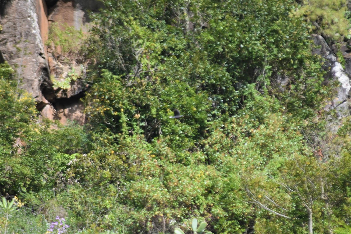 Laurel Pigeon - ML642532232