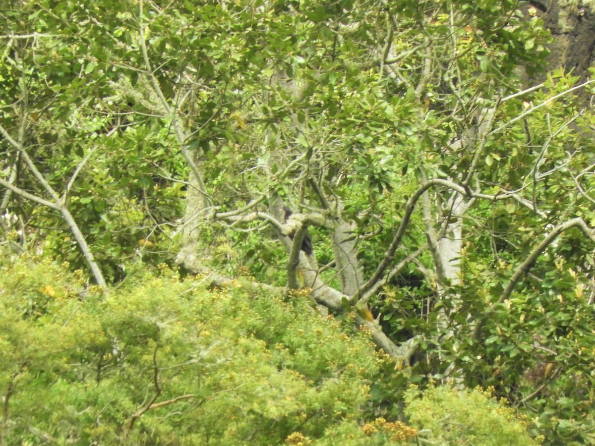Laurel Pigeon - ML642532234