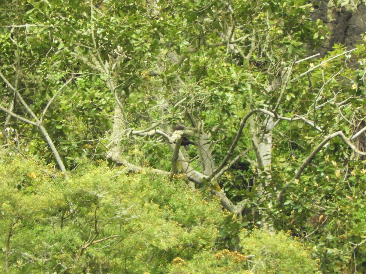 Laurel Pigeon - ML642532235