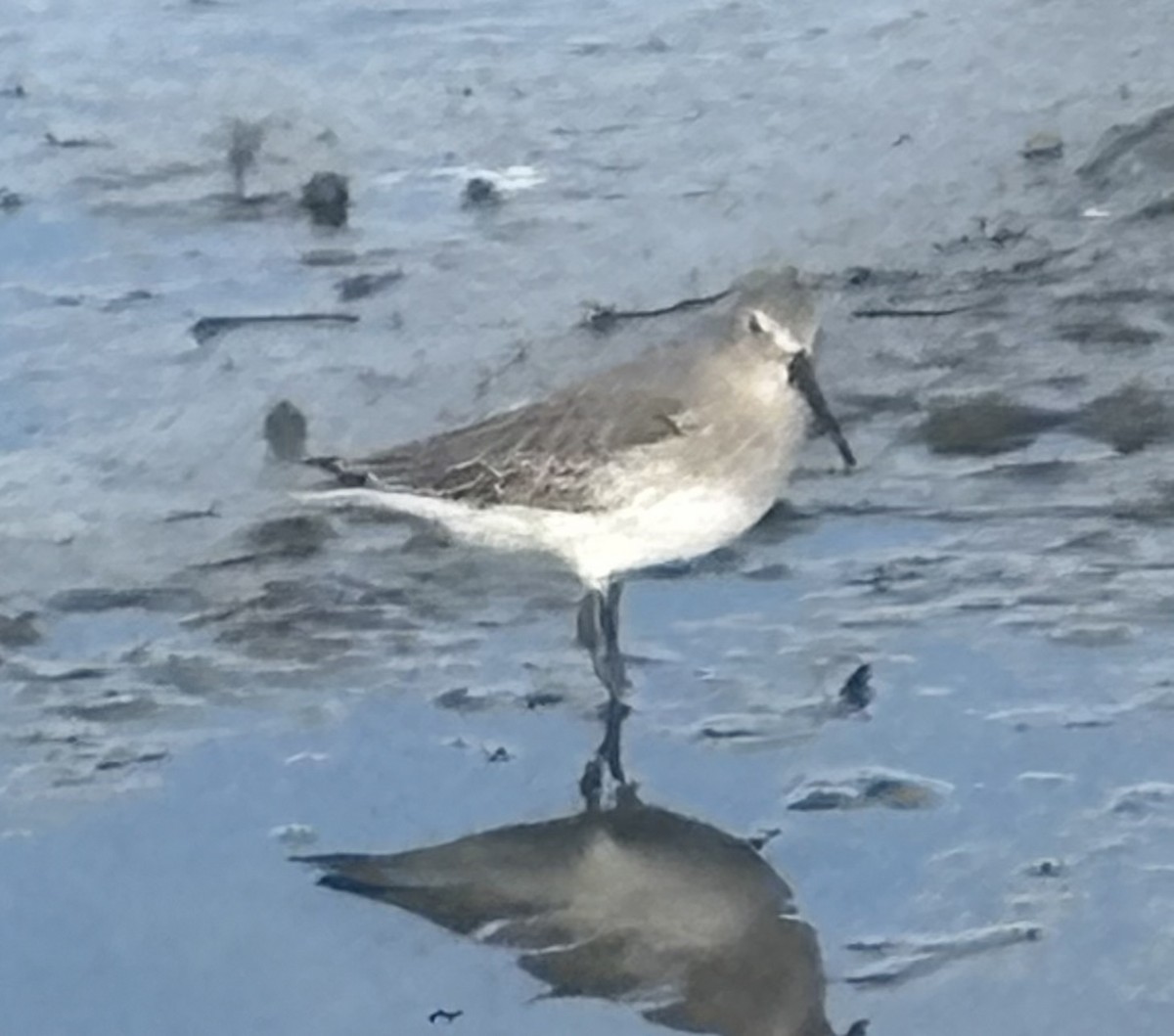 חופית אלפינית - ML642532250