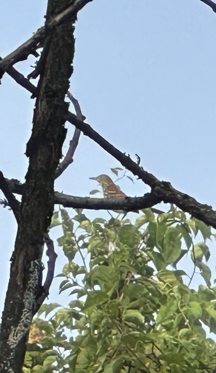 Brown Thrasher - ML642532255