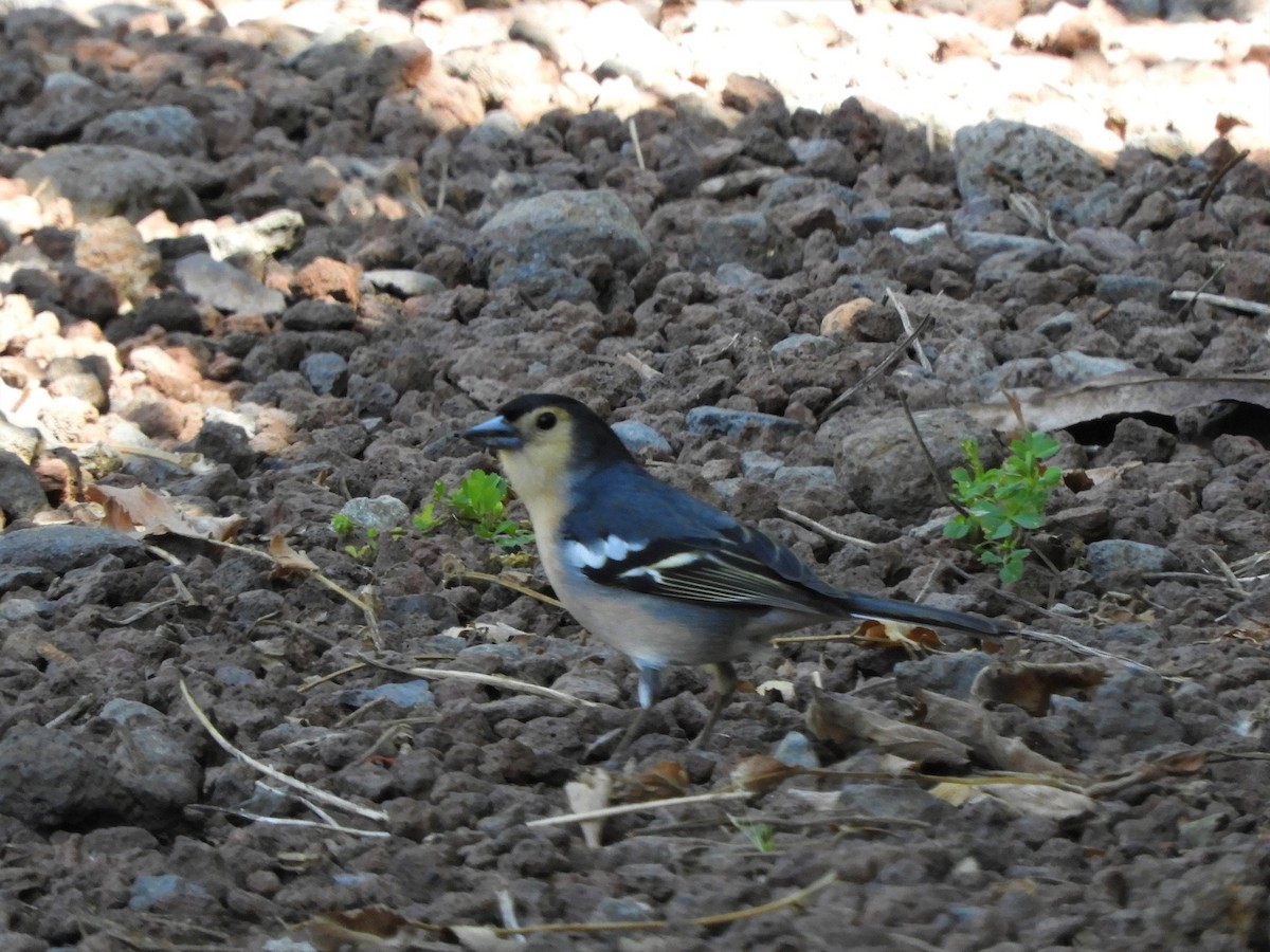 Canary Islands Chaffinch (Canary Is.) - ML642532258