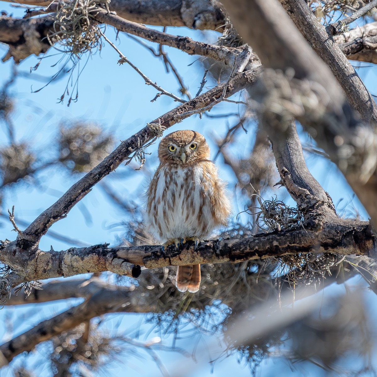 Ferruginous Pygmy-Owl - ML642532305