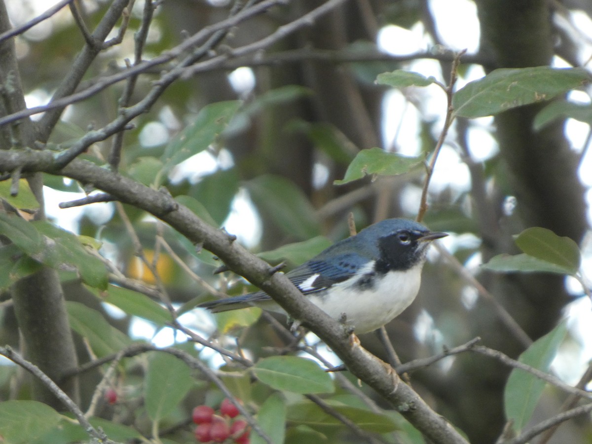 Black-throated Blue Warbler - ML642532312
