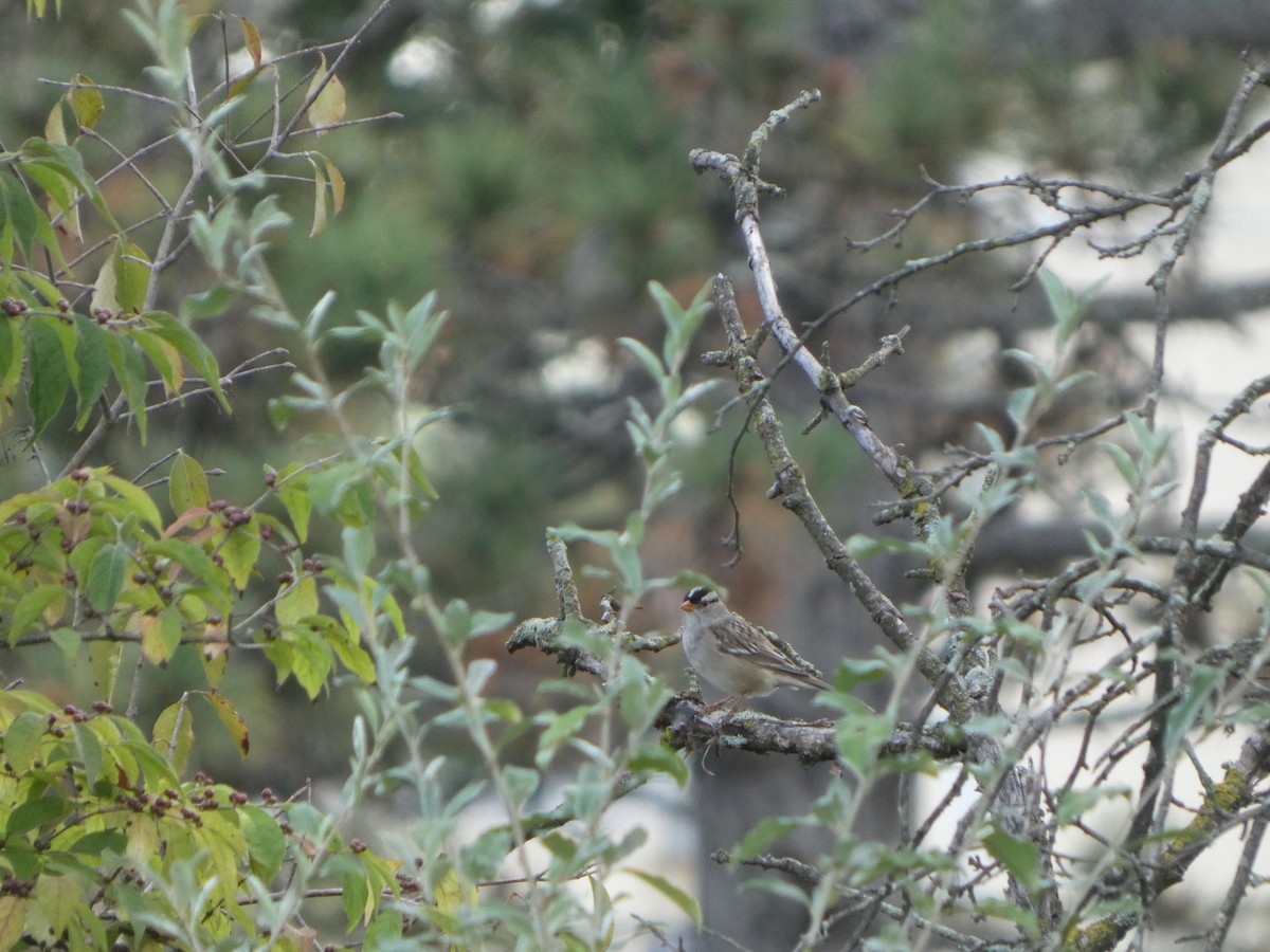 White-crowned Sparrow - ML642532352