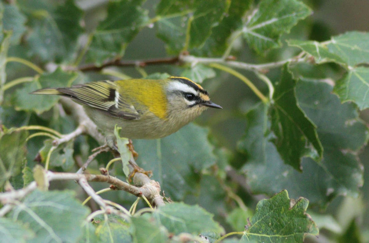 králíček ohnivý - ML642532358