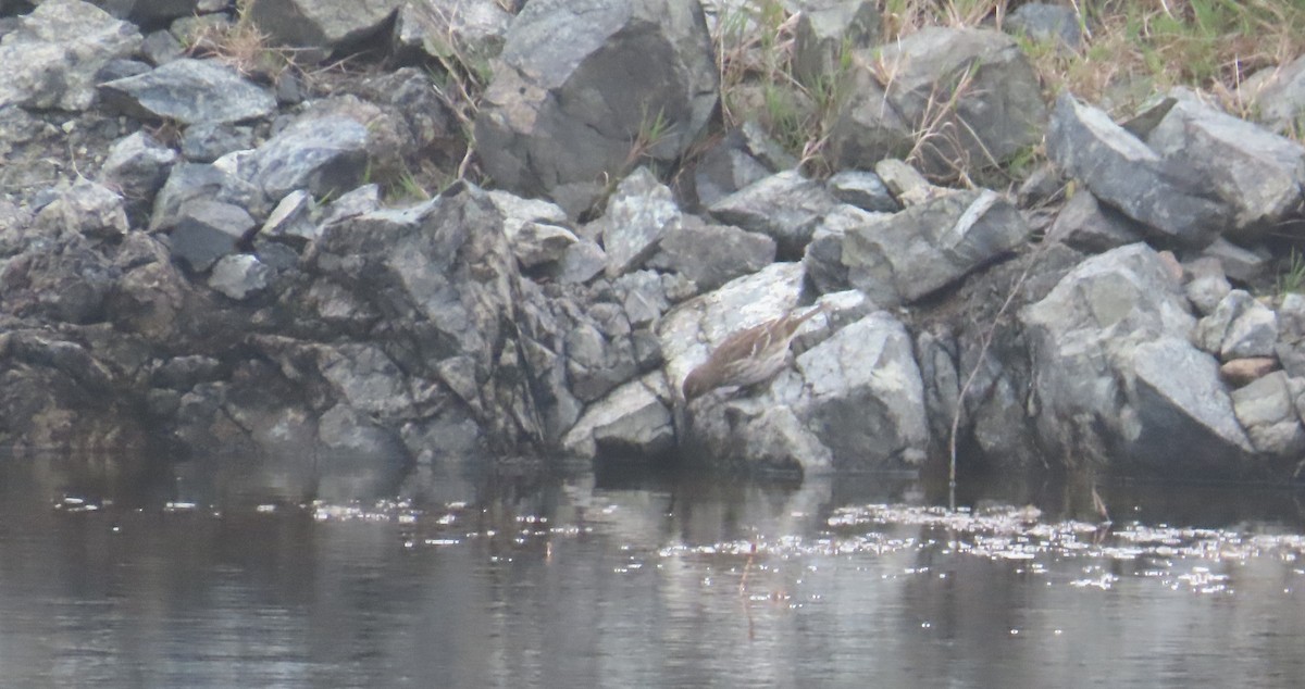 Water Pipit - ML642532369