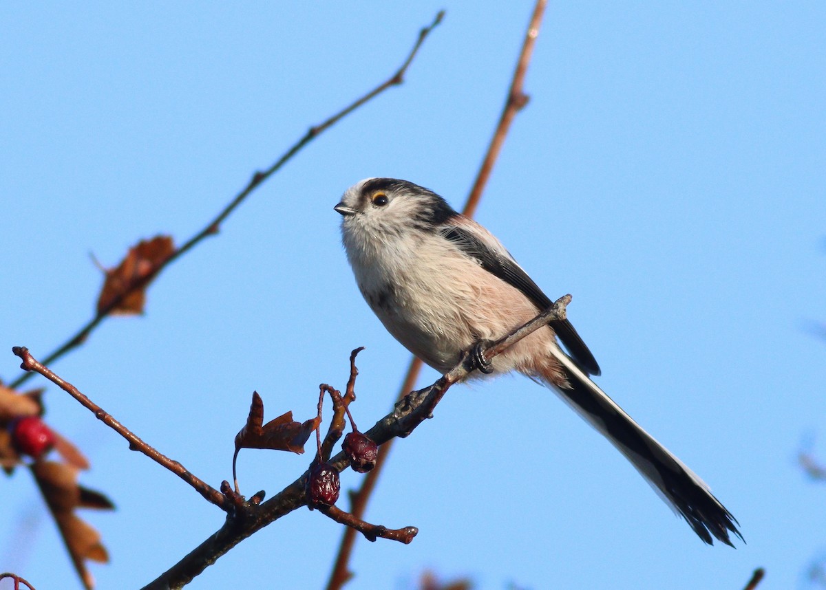 mlynařík dlouhoocasý - ML642532391