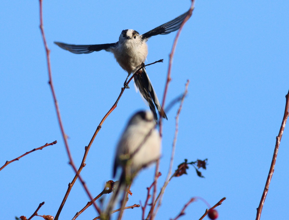 mlynařík dlouhoocasý - ML642532392