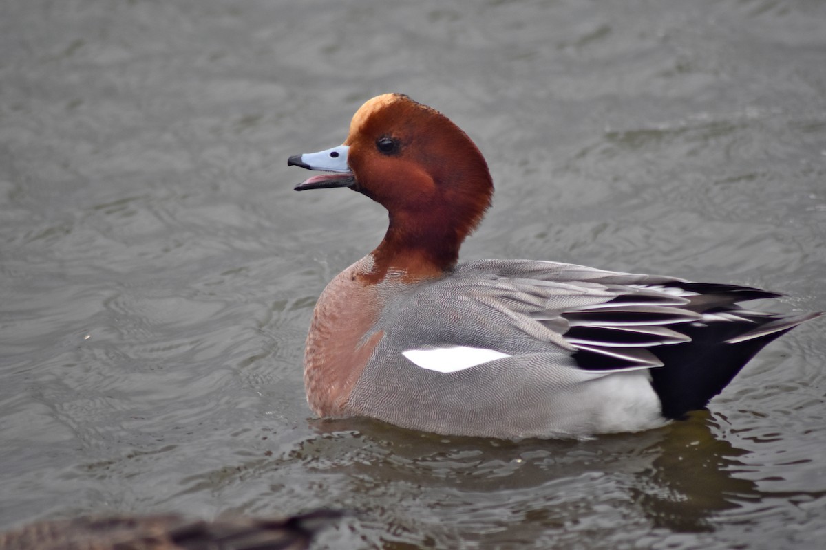Eurasian Wigeon - ML642532399