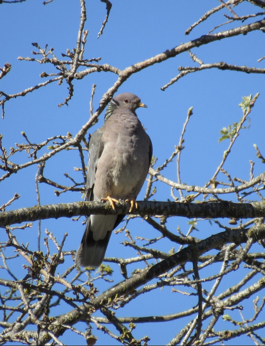 Band-tailed Pigeon - ML642532413