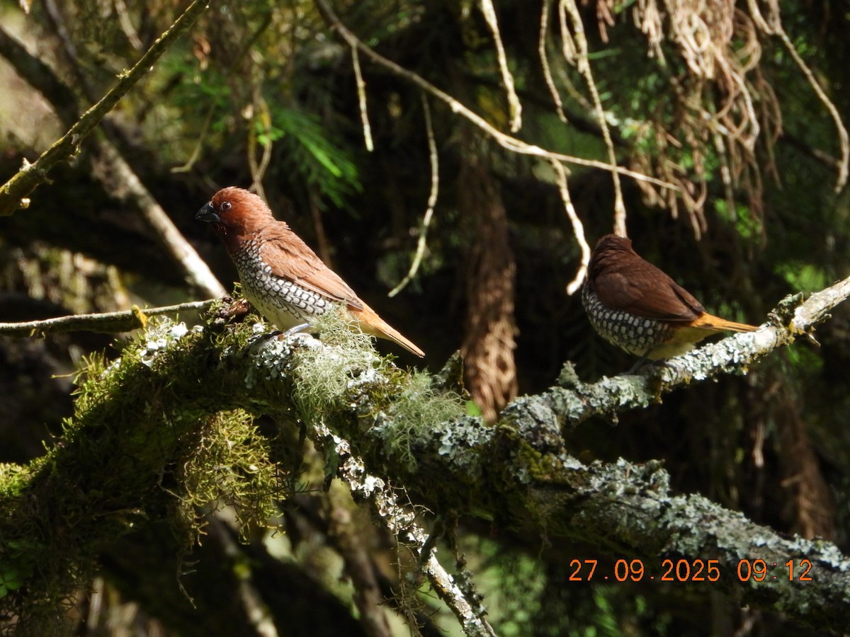 Scaly-breasted Munia - ML642532420