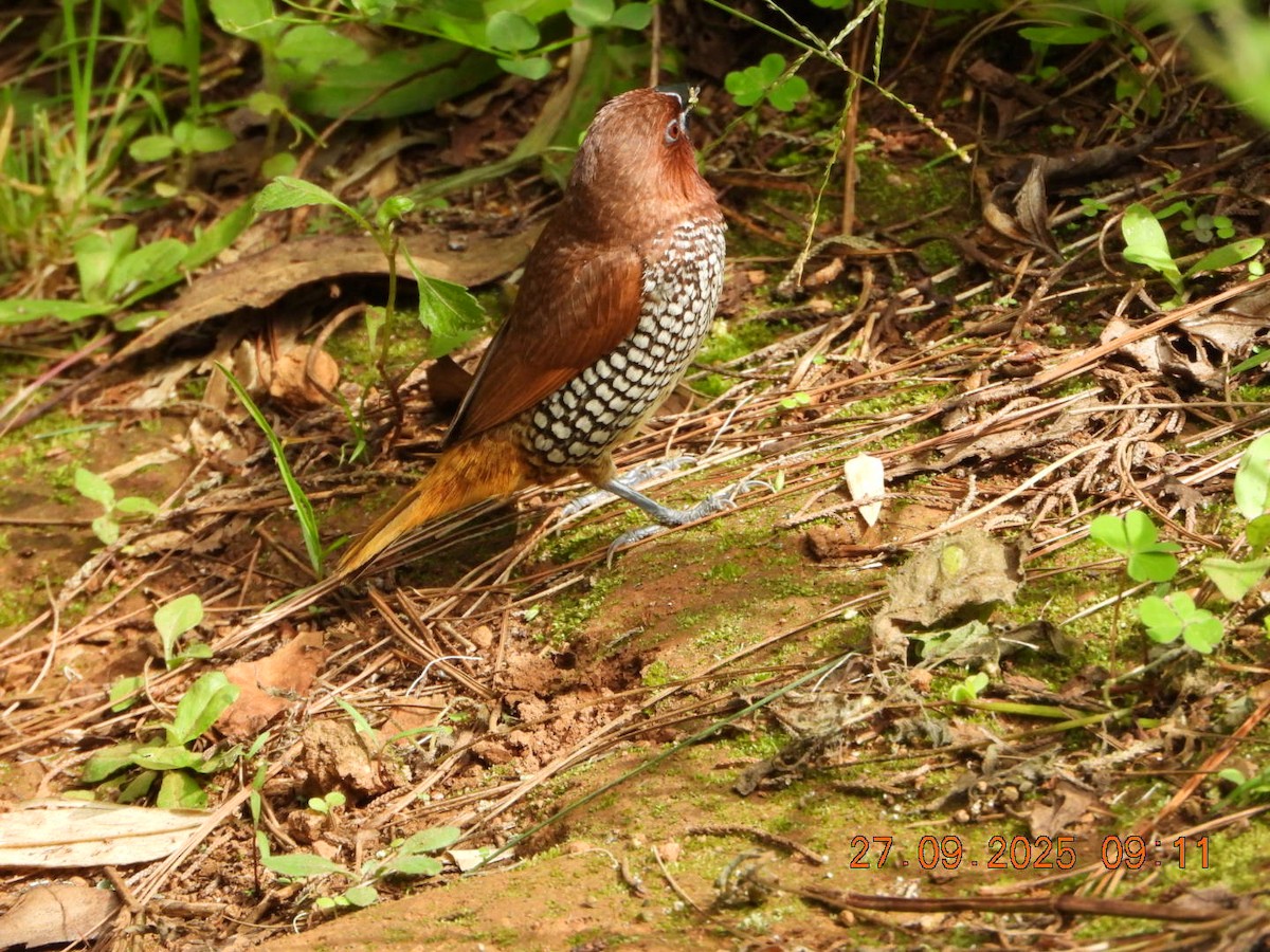 Scaly-breasted Munia - ML642532421
