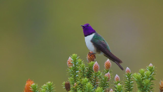 Ecuadorian Hillstar - ML642532437