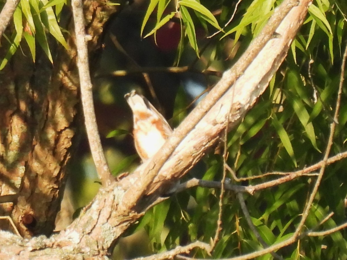 White-breasted Nuthatch - ML642532444