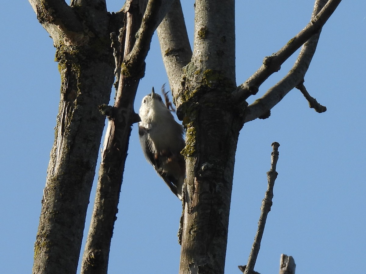 White-breasted Nuthatch - ML642532445