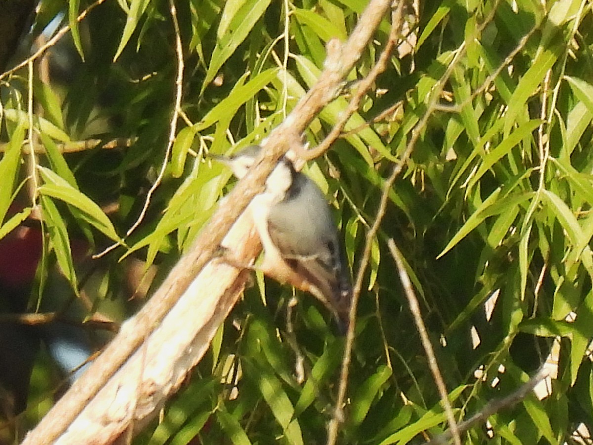 White-breasted Nuthatch - ML642532447