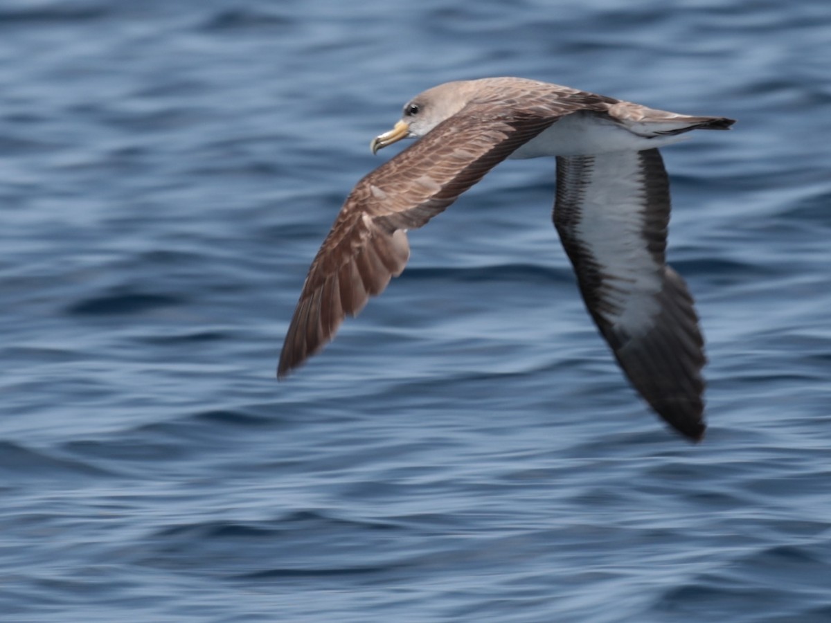 Cory's/Scopoli's Shearwater - ML642532466