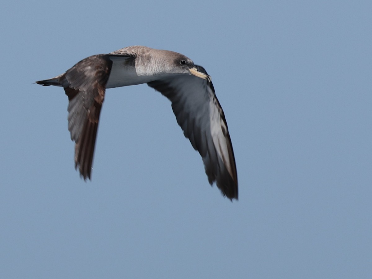 Cory's/Scopoli's Shearwater - ML642532467