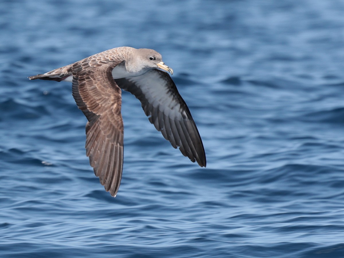 Cory's/Scopoli's Shearwater - ML642532468