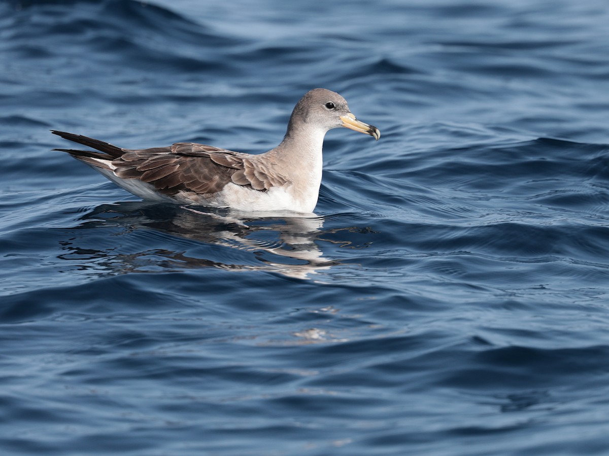 Cory's/Scopoli's Shearwater - ML642532469