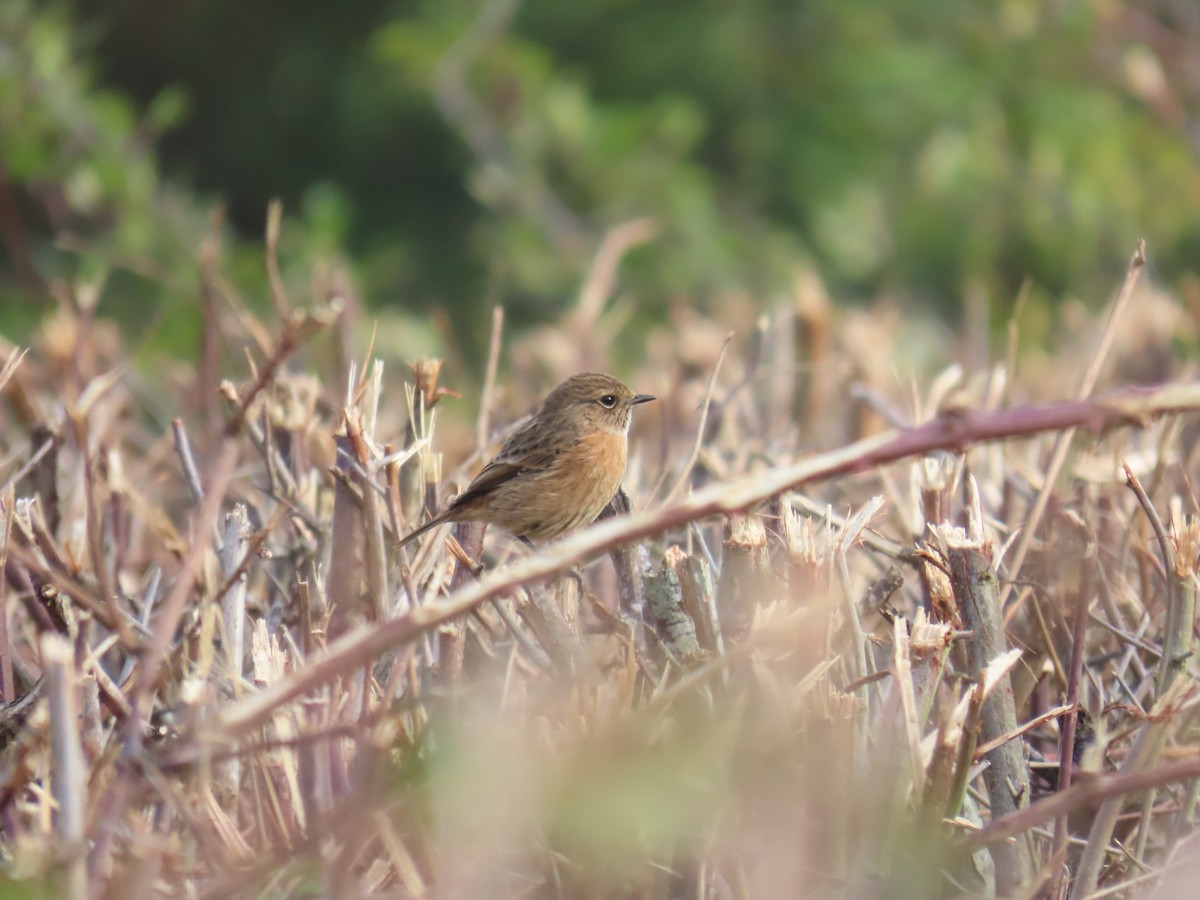 European Stonechat - ML642532507