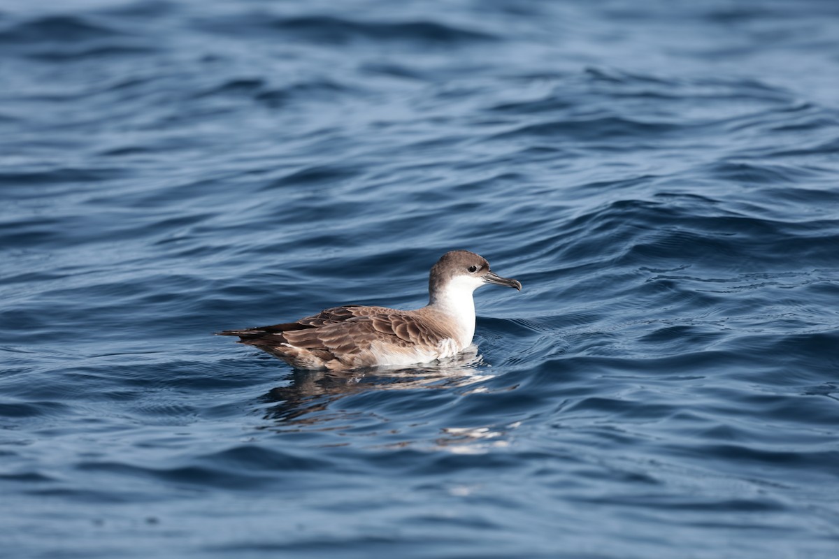 Great Shearwater - ML642532508