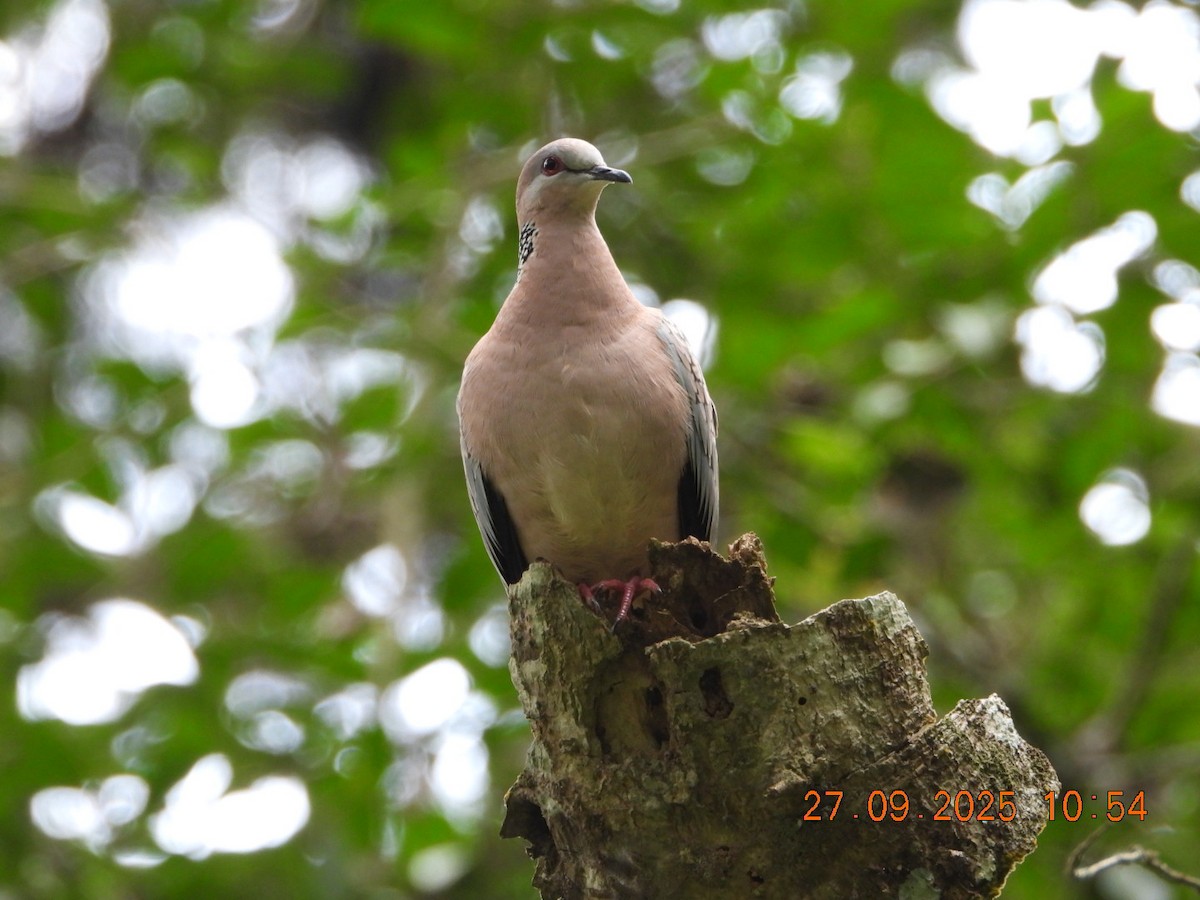 Spotted Dove - ML642532517