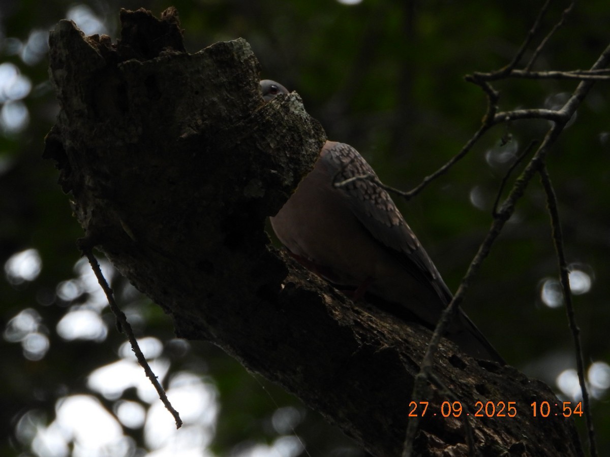 Spotted Dove - ML642532518