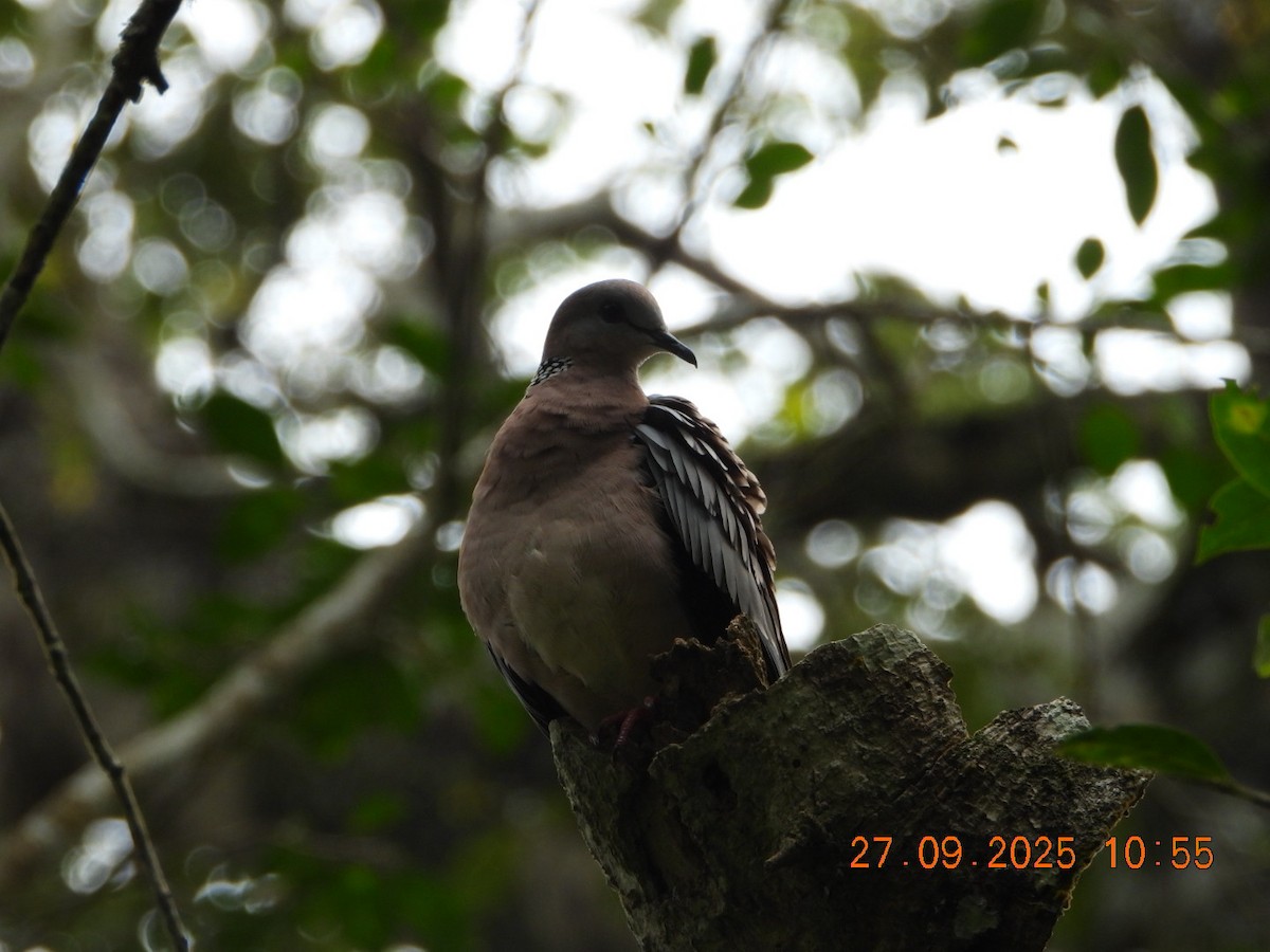 Spotted Dove - ML642532519