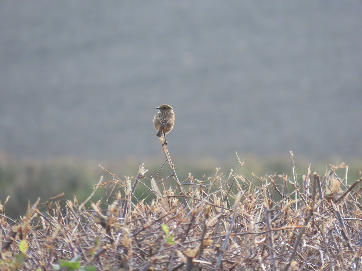 European Stonechat - ML642532535