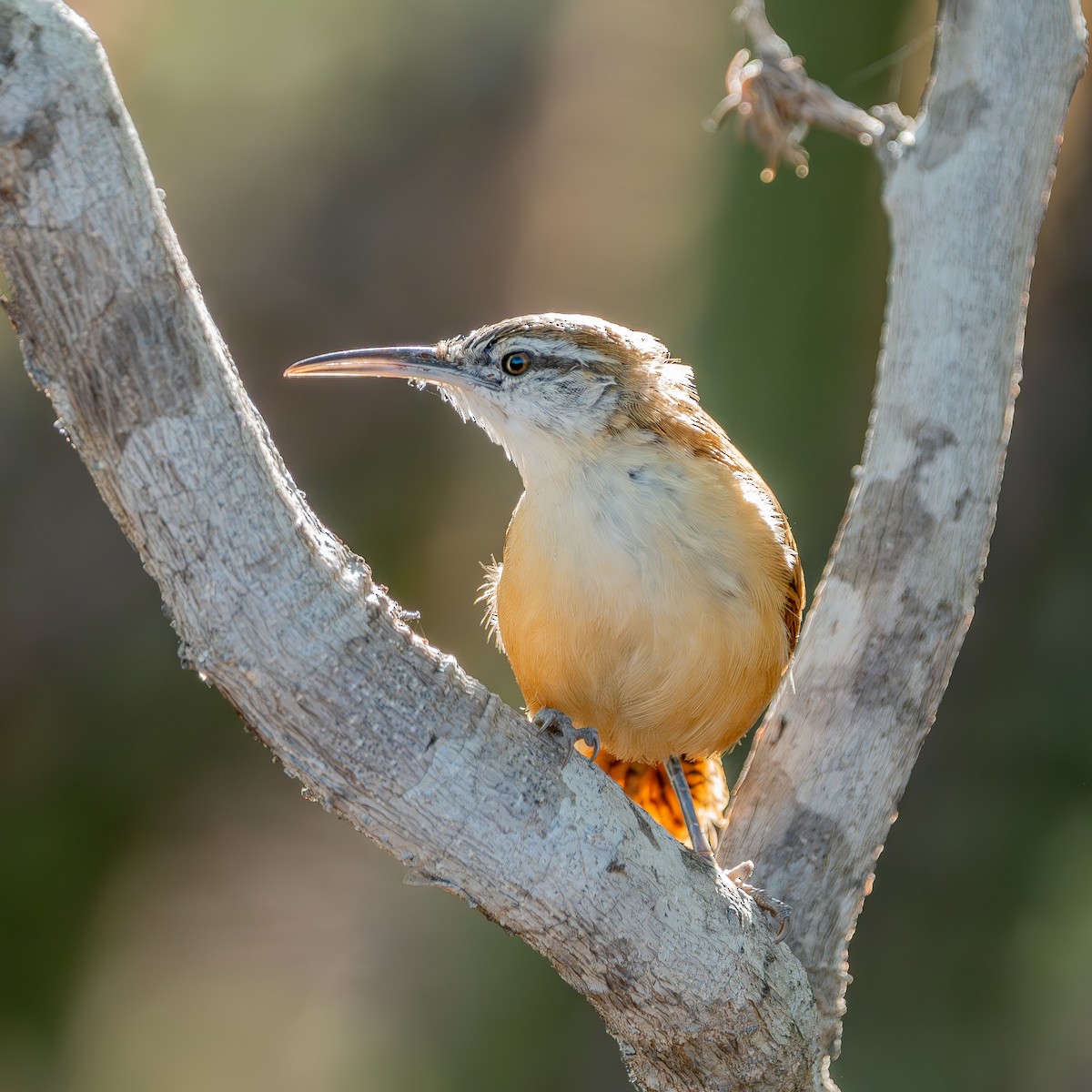 Long-billed Wren - ML642532545