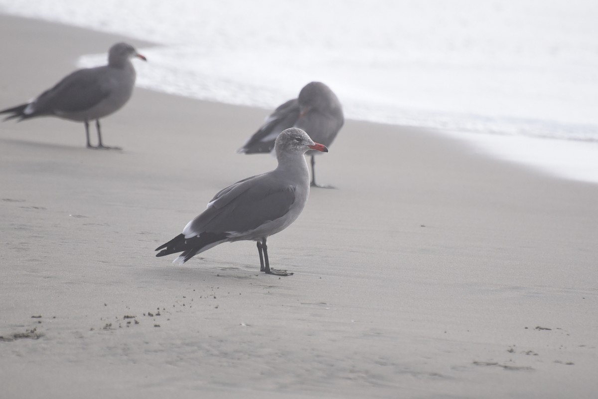 Heermann's Gull - ML642532553