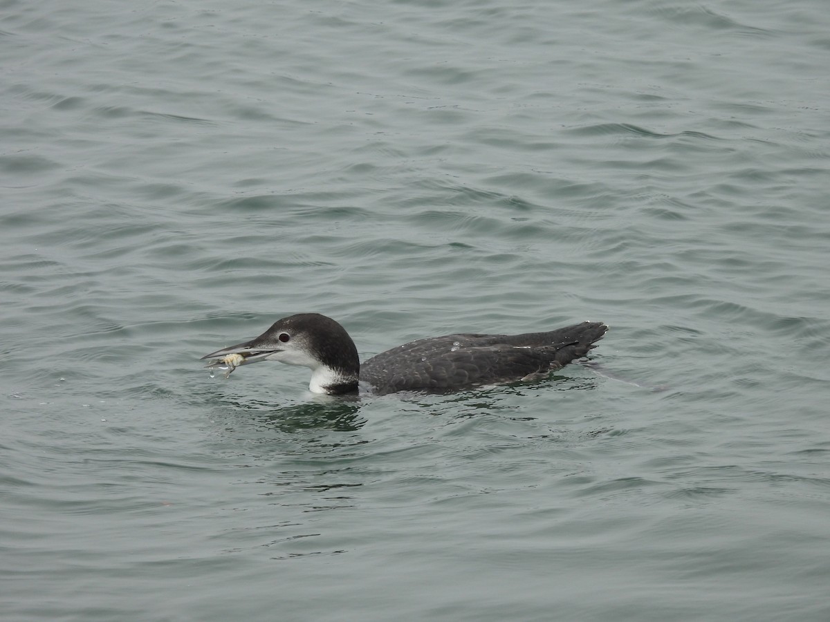 Common Loon - ML642532555