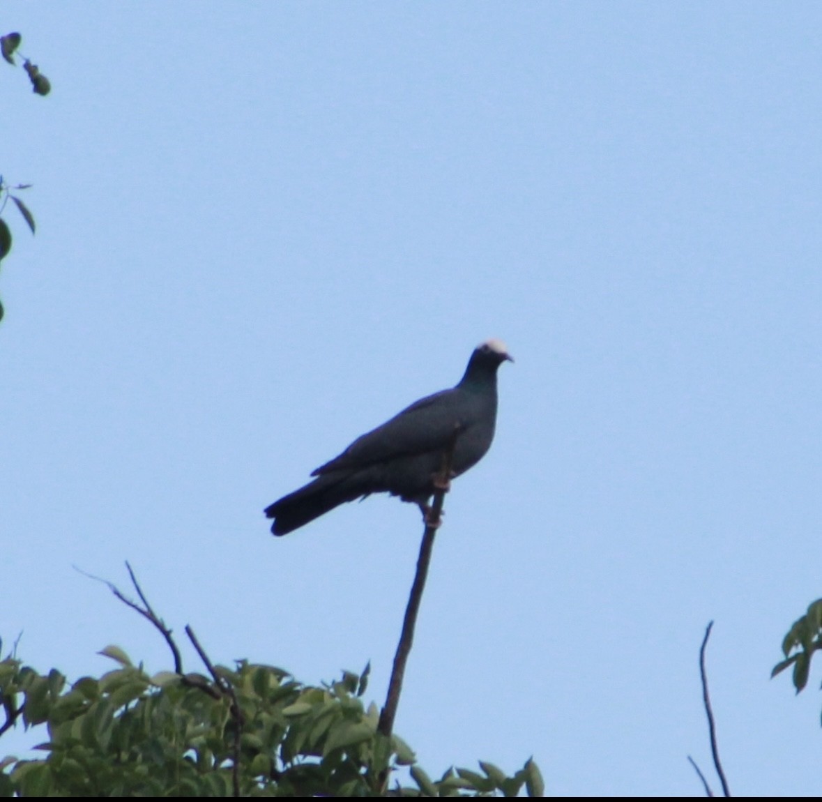 White-crowned Pigeon - ML642532556